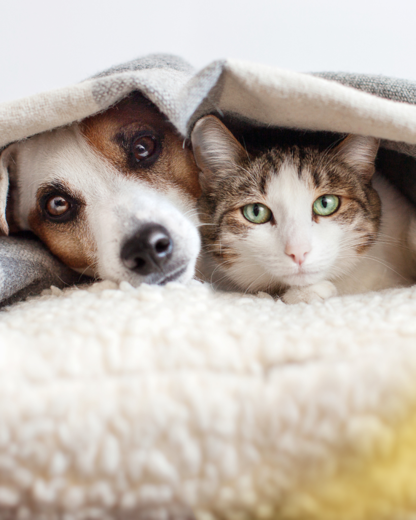 anjing dan kucing sehat